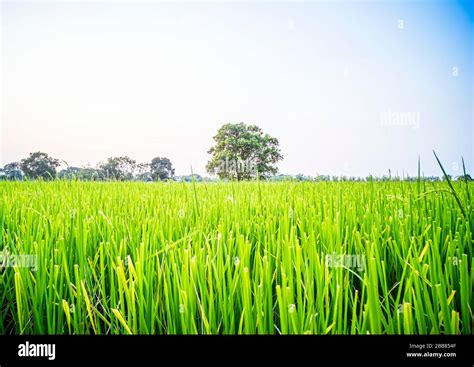 Beautiful Scenery Of Green Paddy Field With Big Tree In Rural Area