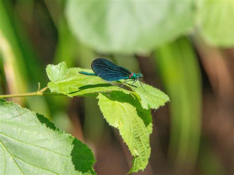 Caballito Del Diablo Alas Azules Foto Gratis En Pixabay Pixabay