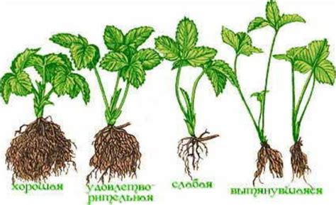 Как Вырастить Клубнику в Домашних Условиях? Круглый год!