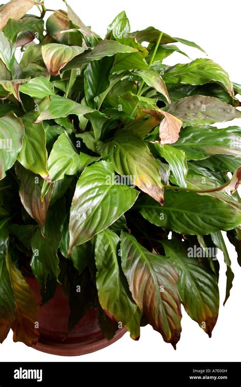 Espatifilo Spathiphyllum wallisii como planta de interior dañada por