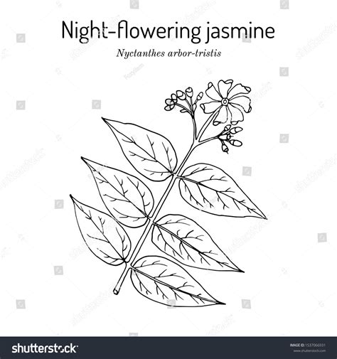 Night Flowering Jasmine Drawing Images Stock Photos Vectors