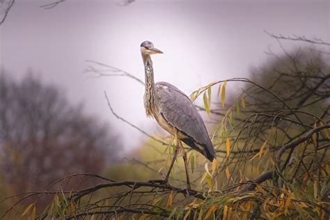 Banco De Imagens C U Plantar Bico Galho Ramo Pena Rvore Aves