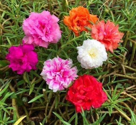 Moss Rose Seeds For Planting Portulaca Grandiflora Flowers For