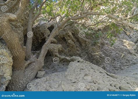 Fossilized Coral Deposits Stock Image Image Of Details 61464871