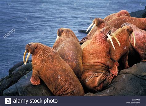 Walrus Colony Alaska Stock Photos & Walrus Colony Alaska Stock Images ...