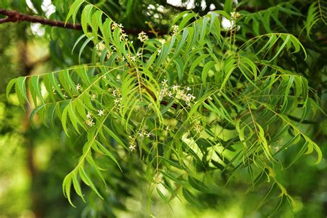 Neem Tree The Amazing Plant Uses For Today And Future Health