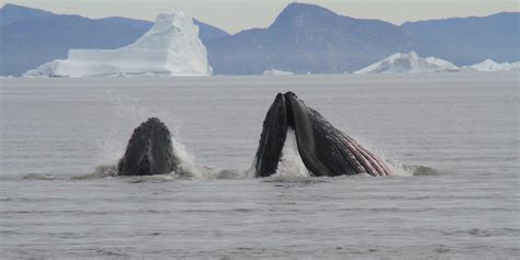 Whales in Greenland - The Giants of the Sea