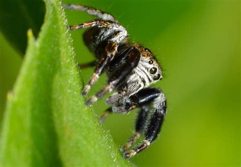 1920x1080 wallpaper | black and white jumping spider | Peakpx