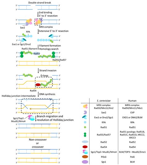 Mechanism Of Homologous Recombination HR DSBs Are Recognized By The