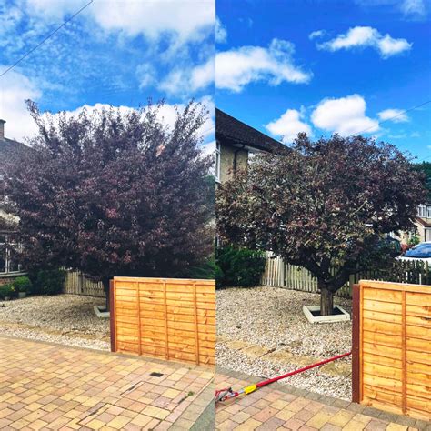 mile high tree care 8