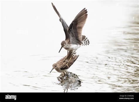 Solitary Sandpiper Altercation Stock Photo Alamy