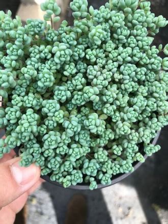 Sedum dasyphyllum, Седум дасифиллюм, Очиток густолистый, Толстянка ...