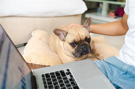 Bulldog francés acostado sobre una almohada mirando a la computadora