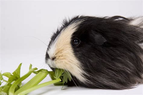 Can Guinea Pigs Eat Celery Petsoid