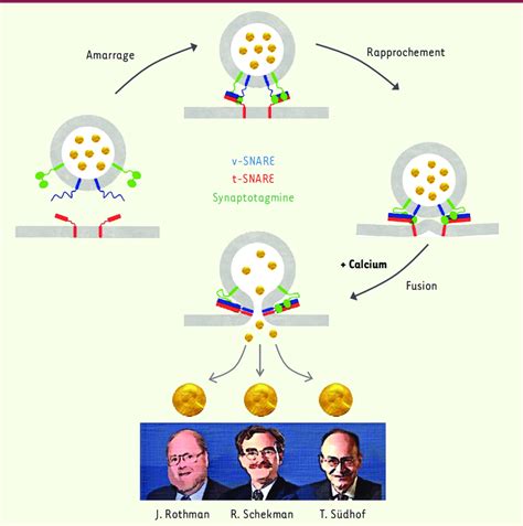 Les découvertes de J Rothman R Schekman et T Südhof ont permis