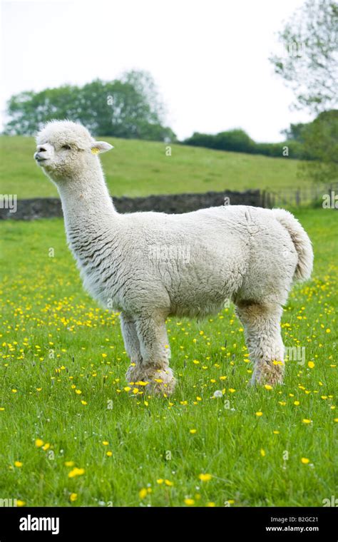 White Alpaca Stock Photo Alamy