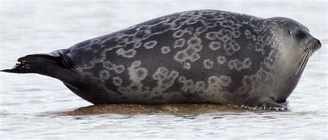 Ringed seal - Alchetron, The Free Social Encyclopedia