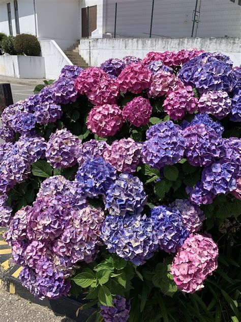 Hydrangea Flowers Free Photo On Pixabay Pixabay