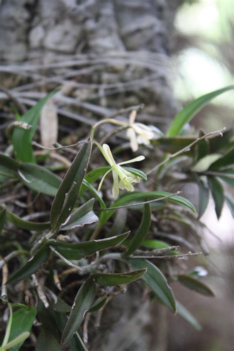 Jlbg Epidendrum Conopseum