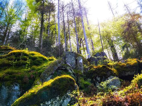 Embracing Diversity Four Ways Forests Are Naturally Diverse Tree Canada