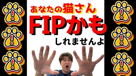 あなたの猫さん、fipかもしれませんよ。fipの診断＠猫伝染性腹膜炎（fip）治療の実際 2024年⑩ Youtube