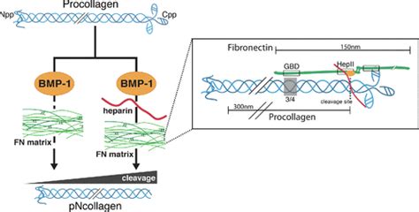 Fibronectin Matrix As A Scaffold For Procollagen Proteinase Binding And