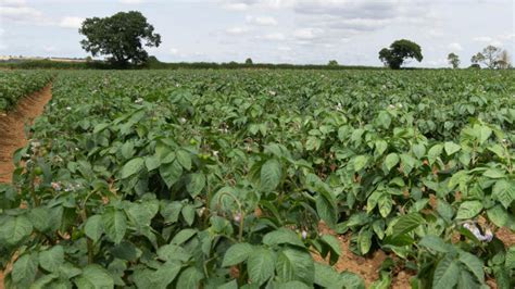 What Are The Key Nutrients For A Healthy Potato Crop News From AA Farmer