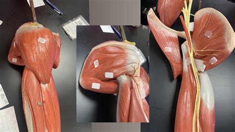 Muscles That Move The Arm At The Shoulder Diagram Quizlet