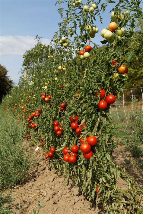 Kostenloser Versand Salattomate Freilandtomate Rondobella