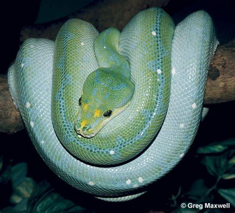 Green Tree Python Care - Reptiles Magazine