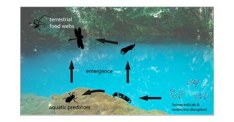 Terrestrial Ecosystem Diagram