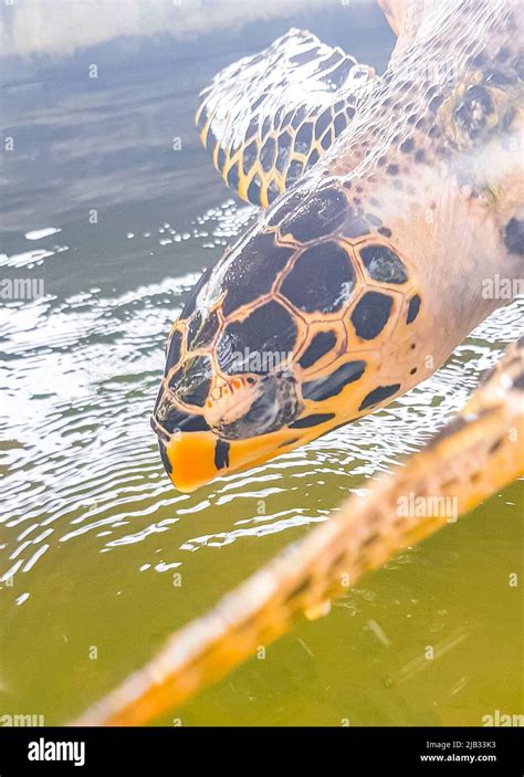 Tortuga Marina Verde Tortuga Carey Tortuga Marina Caguama Tortuga