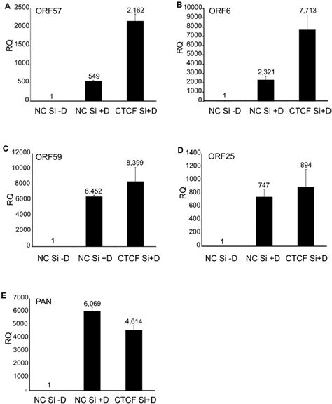 Effect Of Ctcf Depletion On Kshv Lytic Cycle Gene Expression Kshv Islk