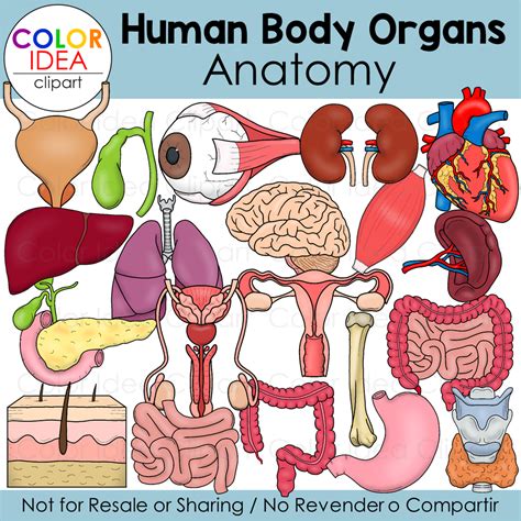 Human Body Organs - Anatomy | Made By Teachers