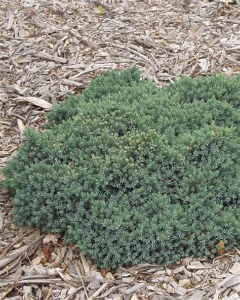 Blue Star Juniper Jeffries Nurseries