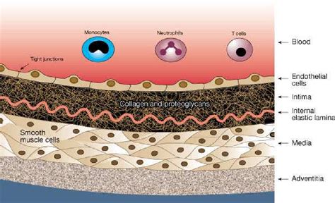 Figure 1.10 from Role of osteocyte markers in medial vascular calcification | Semantic Scholar