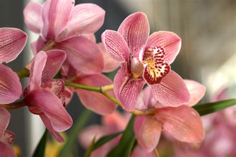 Como Fazer Florir Orqu Dea Cymbidium Cuidados Espec Ficos