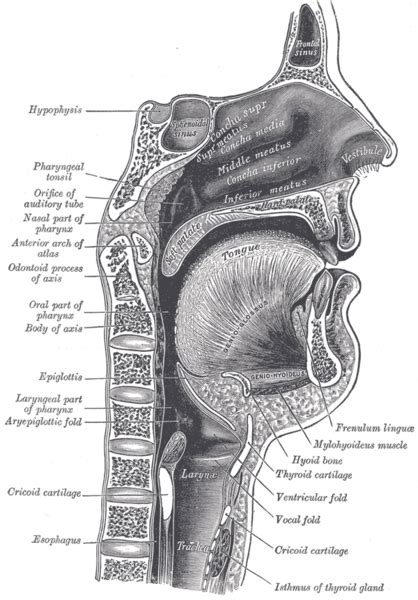 Larynx Wikidoc