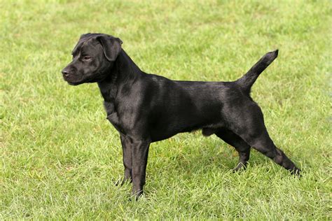 Patterdale Terrier Steckbrief Charakter Wesen Und Haltung