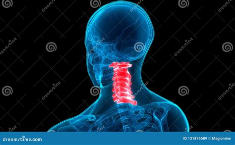 Anatomie Humaine De Vert Bres Cervicales De Colonne Vert Brale De