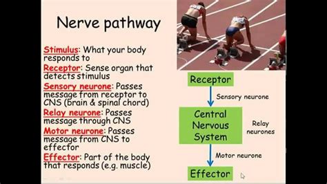 Nerves Synapses And Reflexes Gcse Combined Science Biology Youtube