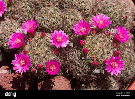 Mammillaria Crinita In Bloom Stock Photo Alamy