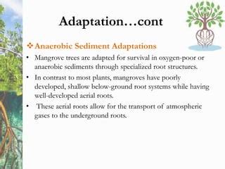 Mangrove | PPT