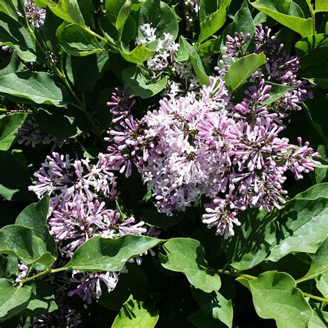 Miss Kim Lilac Trees for Sale | BrighterBlooms.com