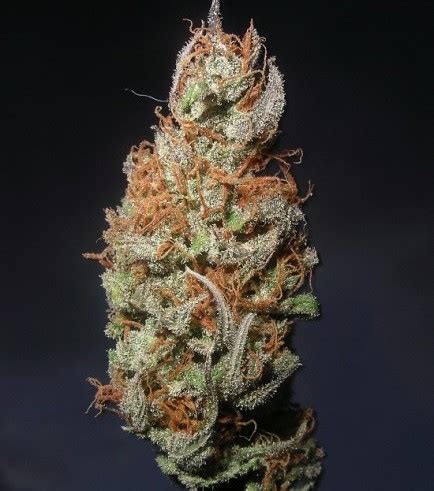 Island Sweet Skunk Strain Information Cannaconnection