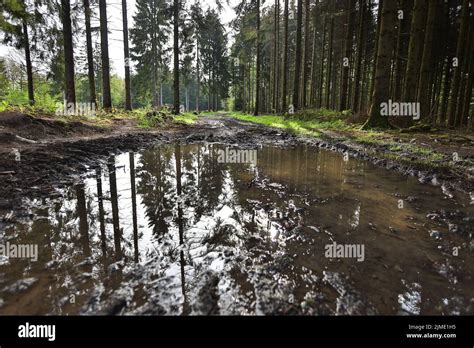 Reflection Of A Fir Forest In A Puddle Stock Photo Alamy