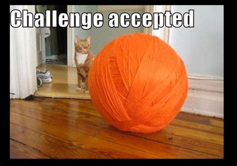 35 'Challenge Accepted' Memes That Will Inspire You To Greatness Or At Least Mediocrity