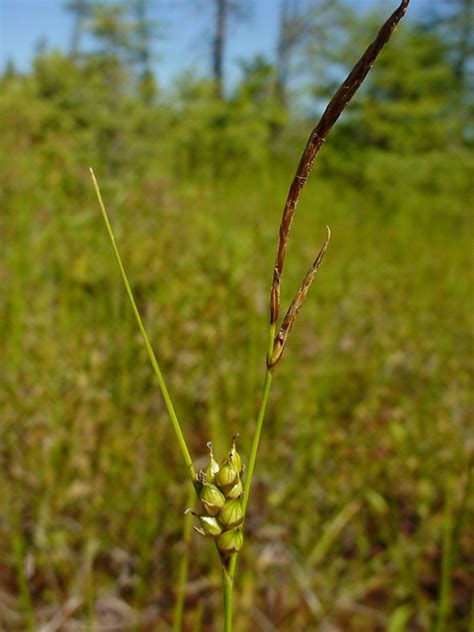 Carex Oligosperma Few Seeded Sedge Go Botany