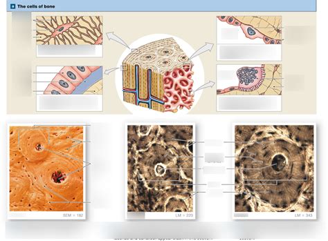 cells of a bone Diagram | Quizlet