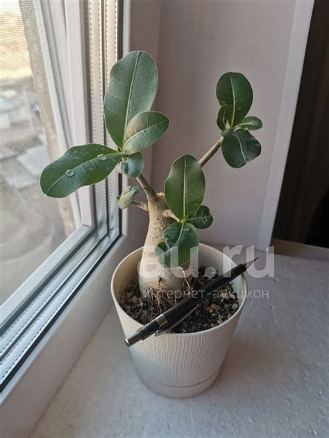 Адениум арабикум 2 — купить в Красноярске. Горшечные растения и ...